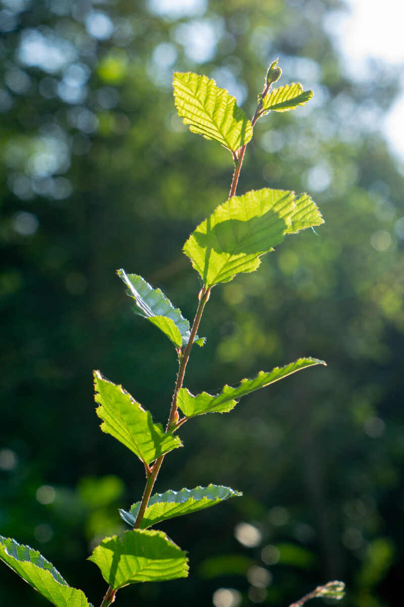 Jong boompje, foto van Trees for All